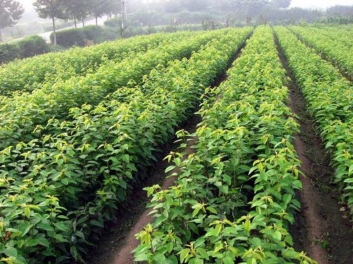 重庆水果苗,贵州水果苗种植基地,孟兴农业开发
