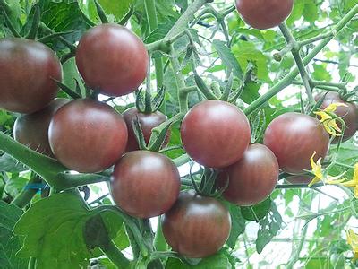 供应进口黑圣女-特色黑番茄种子