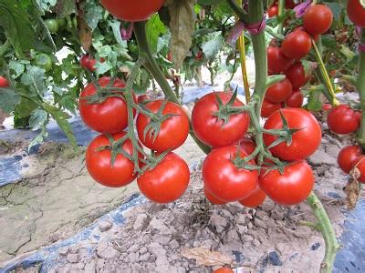 销售进口荷兰佳粉-越夏高产番茄种子