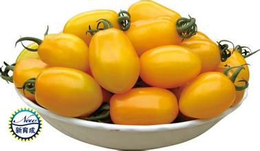 荷兰金妃2号-黄色小番茄种子，，圣女果种子