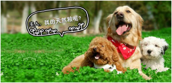重磅 博乐丹北京欧兽犬猫临床牙科高级研修课圆满结束