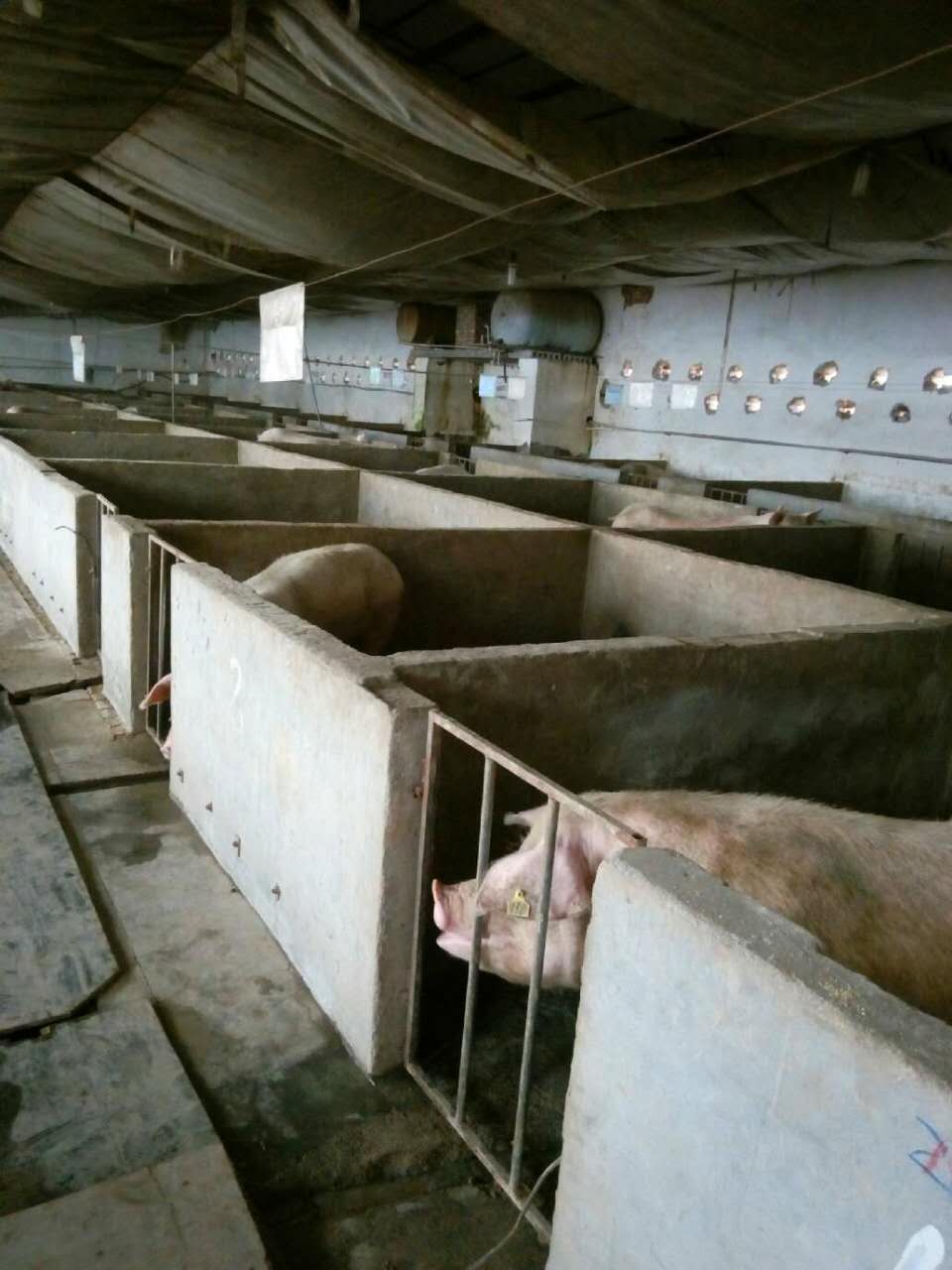 盐山市母猪养殖