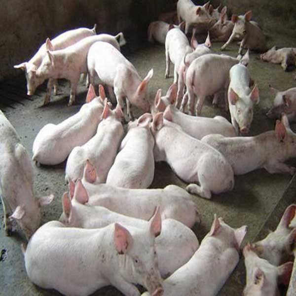 河北省养猪技术价格