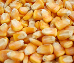 湖北汉江常年求购玉米小麦黄豆高粱黑豆大米栗绿豆等农副产品