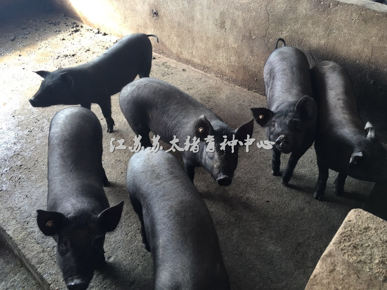 2017年下半年太湖原种黑母猪价格
