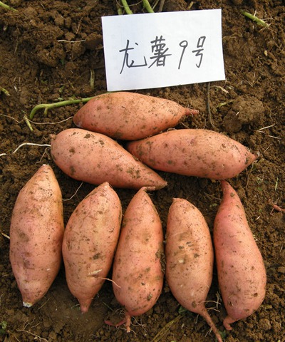 神农架济薯22红薯报价 湖北烘烤型红薯批发