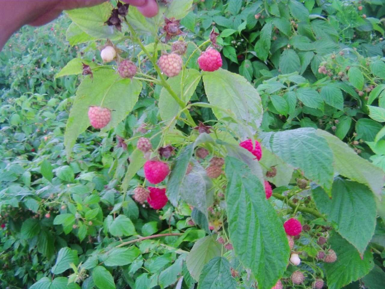 双季红树莓苗