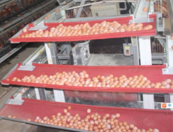 供应银星YX-jdj捡蛋机 层式集蛋机 蛋鸡养殖设备 河南银星畜牧设备厂家