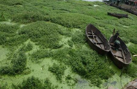 安徽巢湖水质降为重度污染