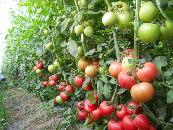 供应新荷兰硬粉-早春番茄种子