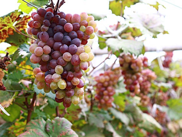 辽宁恒辉新能源浅谈如何使葡萄优质高产