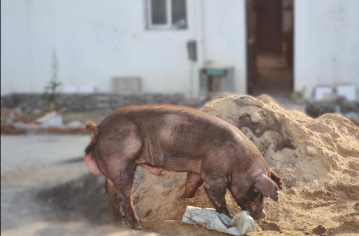 繁育种猪生态养殖