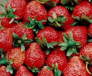 徐州市草莓保鲜冷藏库厂家建设