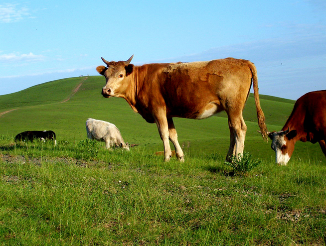 定州市肉牛养殖找益牧,定州市肉牛养殖场价格