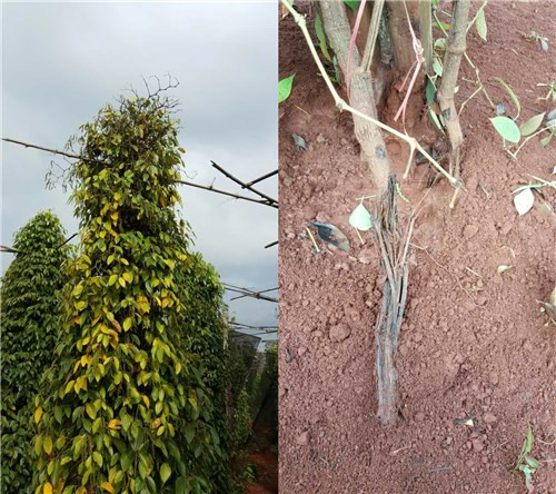 柬埔寨客户使用护根灵防治胡椒根腐病见成效，挽回百万损失