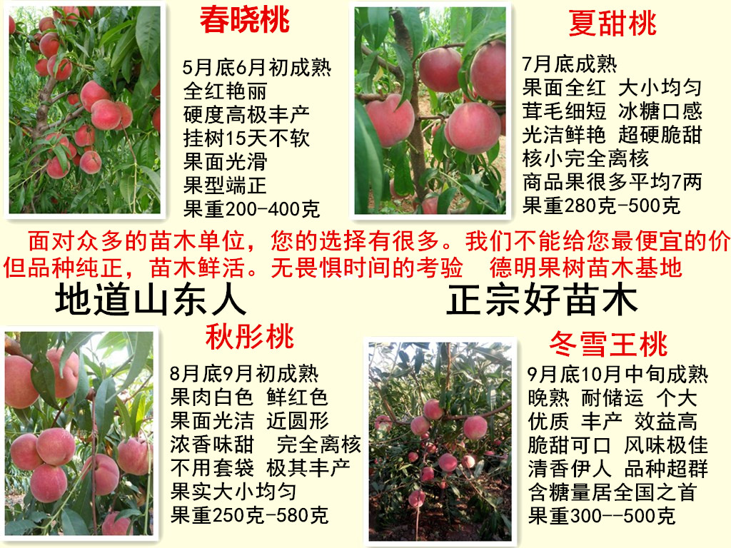济宁桃树苗价格品种纯 一亩地多少棵