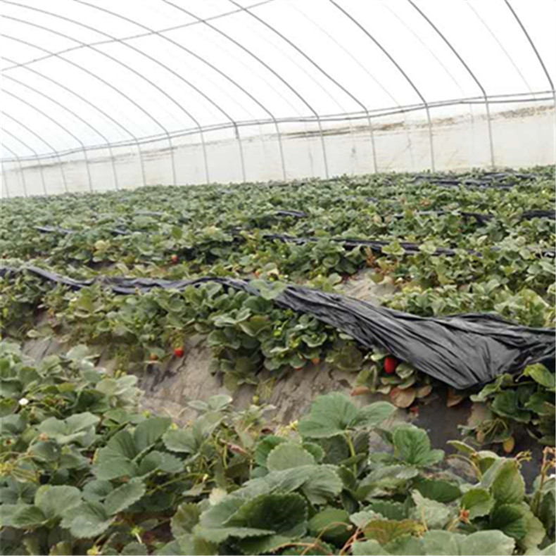 供应山东新品种草莓苗 优质脱毒型草莓苗 桃熏 白草莓苗