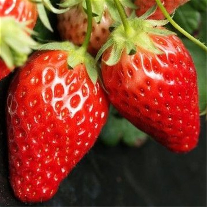山东草莓苗基地供应 优质草莓苗价格 脱毒型草莓苗 甜宝 丰香 红颜 鬼怒甘 妙香等品种