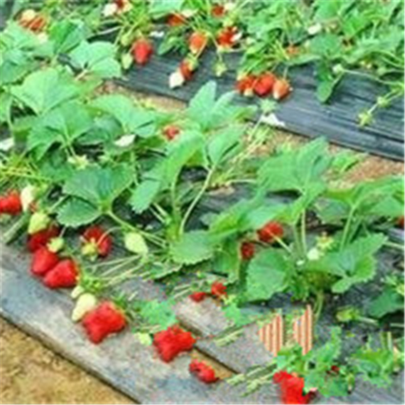 山东草莓苗基地供应 优质草莓苗 脱毒型草莓苗 甜宝 丰香 红颜 鬼怒甘 妙香等品种