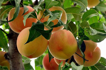 唐山市桃子种植哪家专业