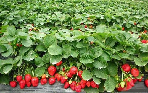 遵义舒舒总使用强兴发酵剂发酵牛粪种植草莓成功案例