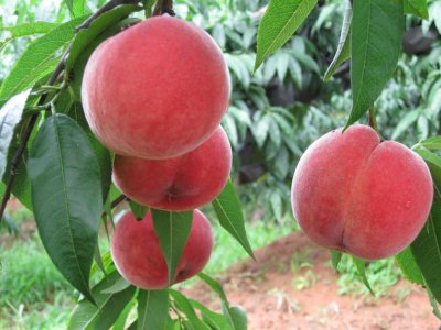 山东桃树苗基地 晚熟新品种桃树苗 供应优质桃树苗