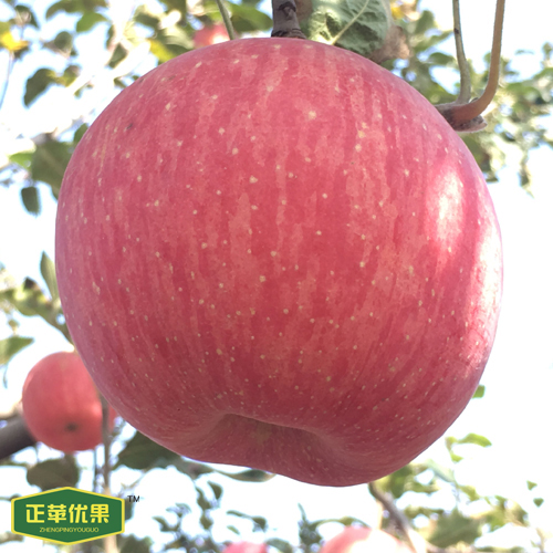 陕西洛川苹果80#红富士苹果礼品盒礼品盒源自原生态果园 一件