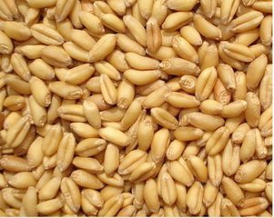 济宁有种子公司的小麦较便宜