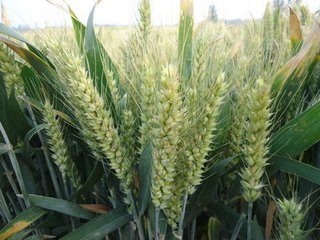 安徽适合什么小麦哪个品种较高产