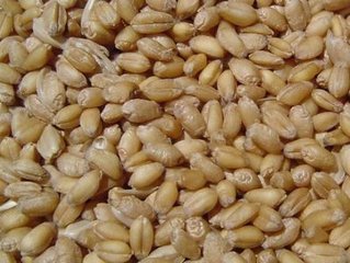 适应山东种植的高产扛倒优质小麦种子鲁原502有小麦新品种