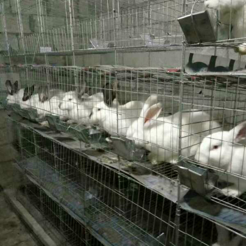兔子笼价格 兔笼厂家可以选择满达 专业兔子笼生产 十年老厂