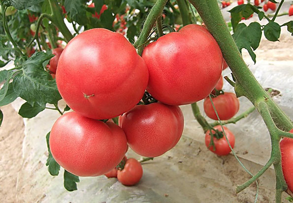 新品种中农五号-大果型番茄种子