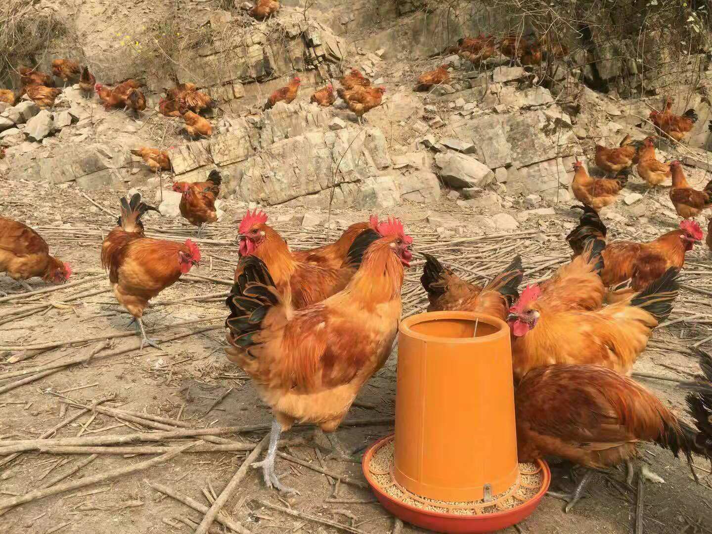 养鸡者如何观察鸡的羽毛变化看鸡病---卓农禽业技术部