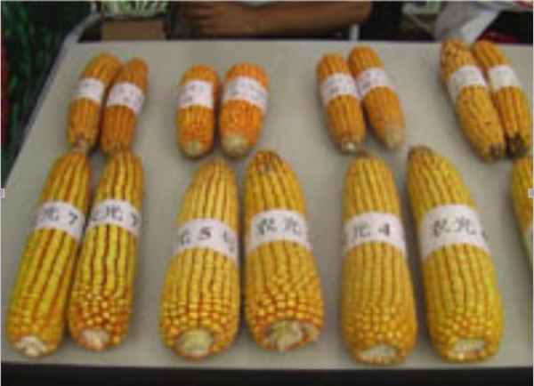 玉米新品种厂家直销