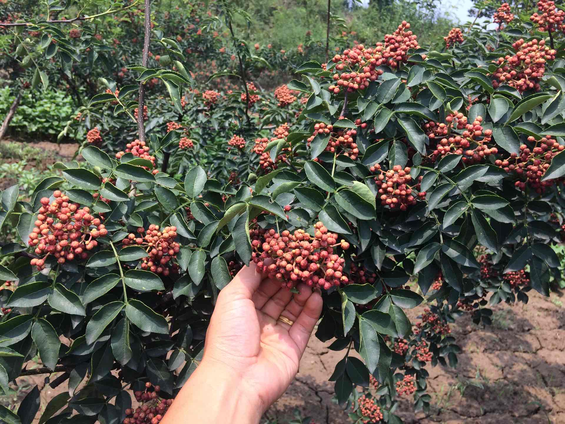 韩城市无刺、花椒种苗基地在-陕西狮子头、大红袍等等、黄盖热门、花椒种子批发较好