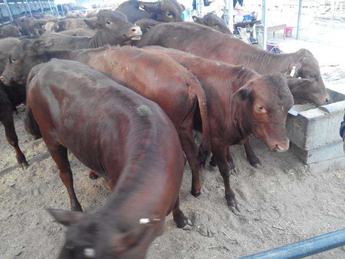 有卖西门塔尔肉牛的价格多少山东西门塔尔养殖基地