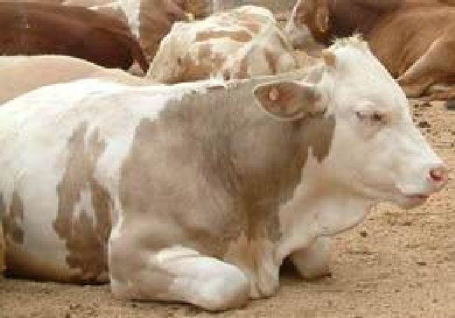 西门塔尔肉牛有卖的价格多少有养殖场