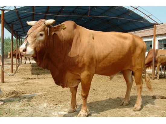 山西有卖鲁西黄牛的有黄牛养殖场价格多少