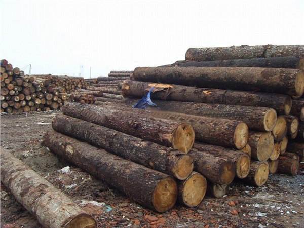 广州进口木材进口代理费用多少