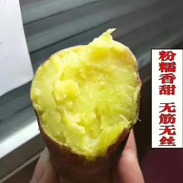 陕西特产 红薯 大量批发预售新鲜地瓜