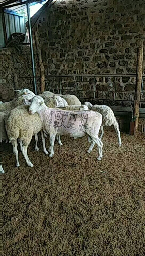 育肥羊颗粒饲料怎么做 羊颗粒料技术