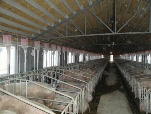 利祥农牧专业养猪新设备 自动化养猪不撒料养猪致富的请联系