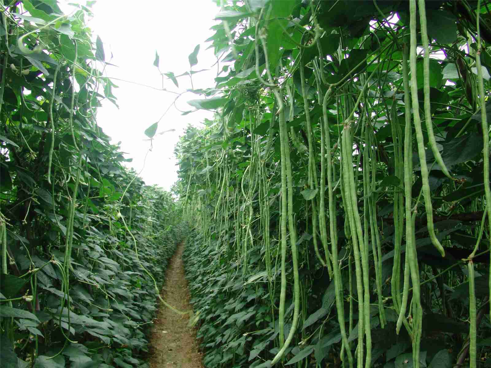 定州市豆角种植技术，定州市豆角批发零售