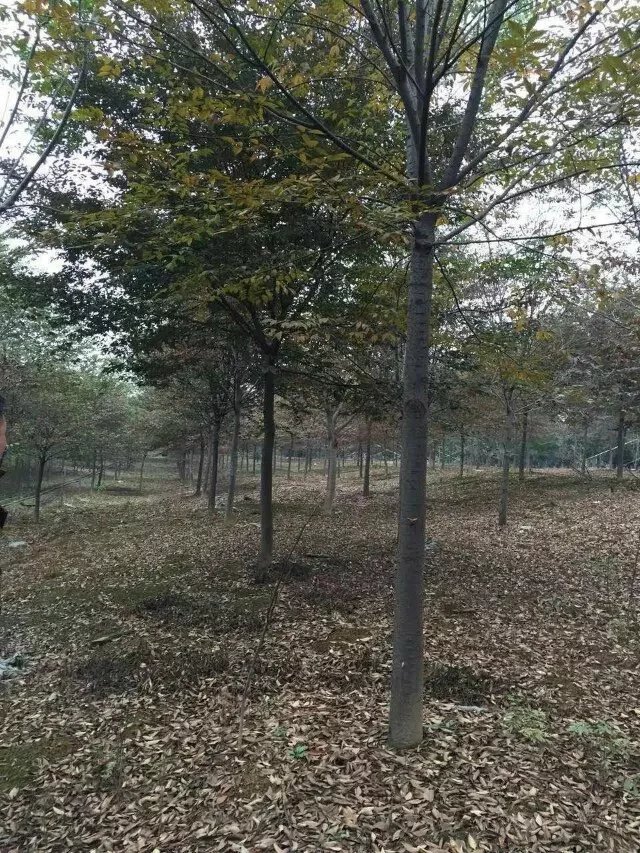 安徽肥西出售榉树，朴树，无患子，重阳木，三角枫，乌桕，大叶女贞