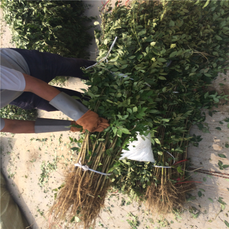 大红袍花椒树苗基地大量批发大棚种植培育优质花椒树苗品种