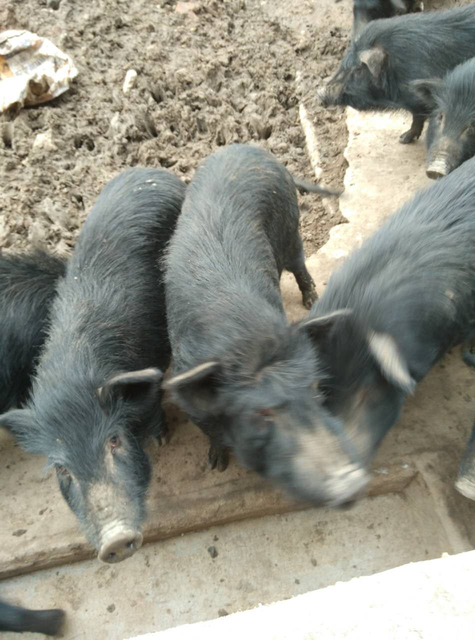 九江市香江藏香猪养殖园黄花镇的藏香猪基地、引进西藏林芝纯种藏香猪
