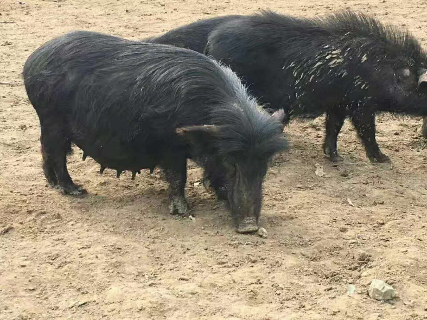 广东韶光什么地方有黑藏香猪养殖场