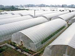 蔬菜温室大棚建造找利广温室工程|内蒙玻璃温室大棚