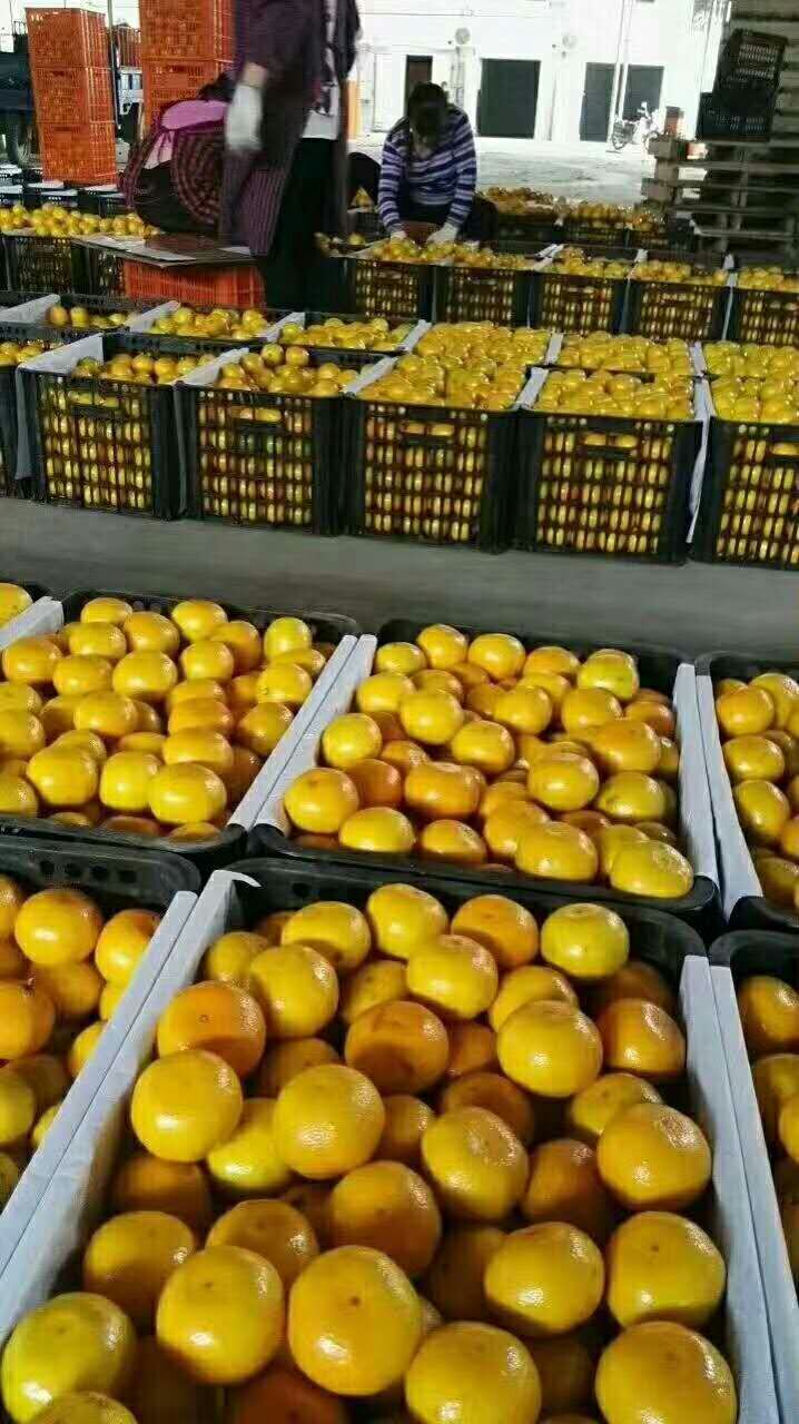 宜昌蜜橘产地直销