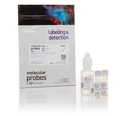 Invitrogen L-7012 L7012/L7007/L13152, 细菌死活检测试剂盒，显微镜和定量分析 LIVE/DEAD BacLight Bacterial Viability